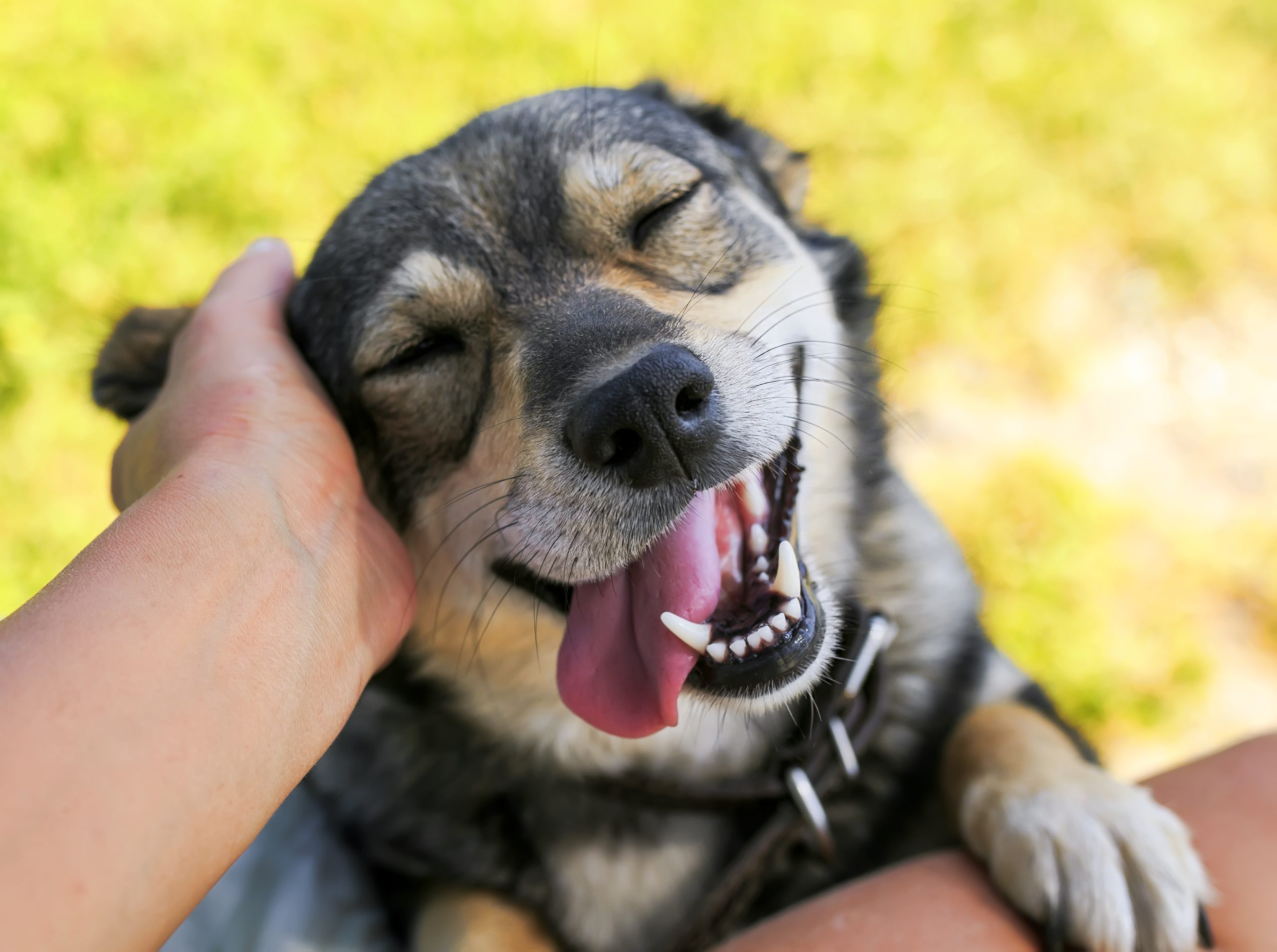 7 Ways to Keep Senior Dogs Active & Healthy